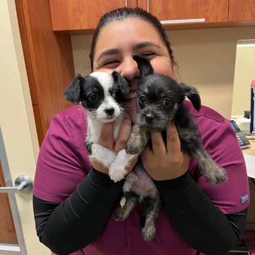 Atwater Veterinary Center Staff holding puppies