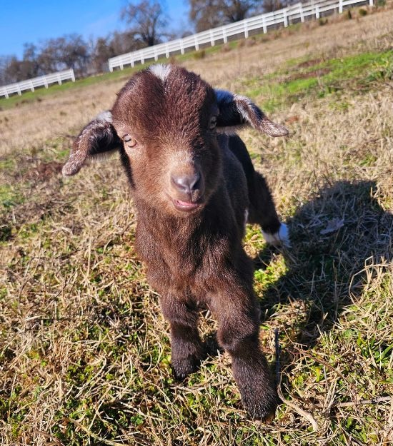 Baby Goat in a field