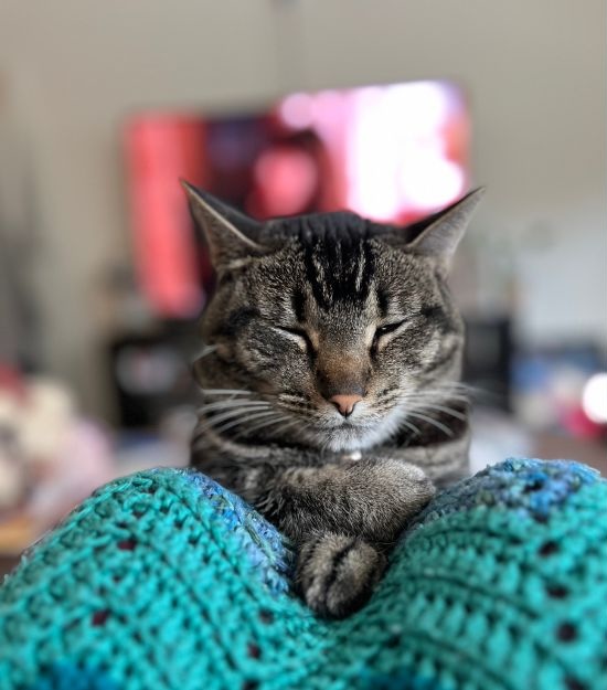 Cat sitting on a crochet blanket