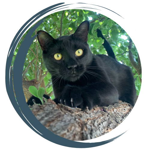 black cat laying on a tree branch