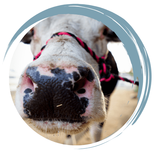 close up of a cow's nose