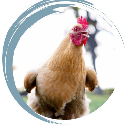 close up of a farm Chicken