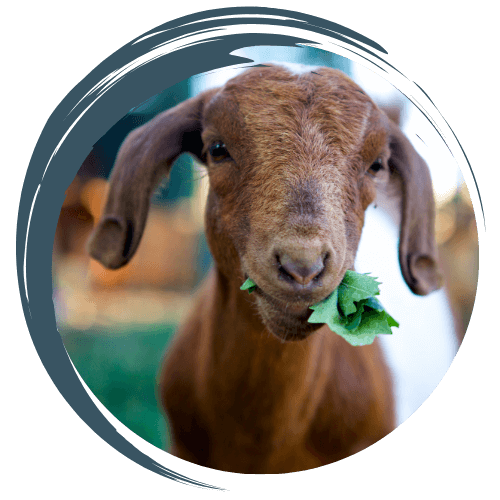 close up of a goat eating leaves