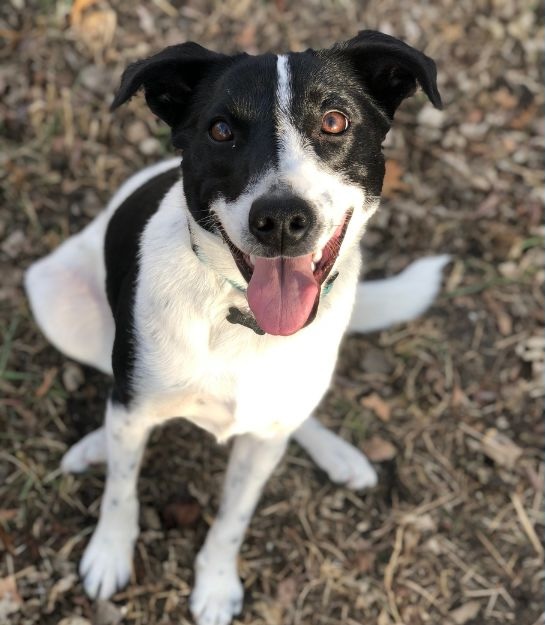 Happy Dog sitting on the grass