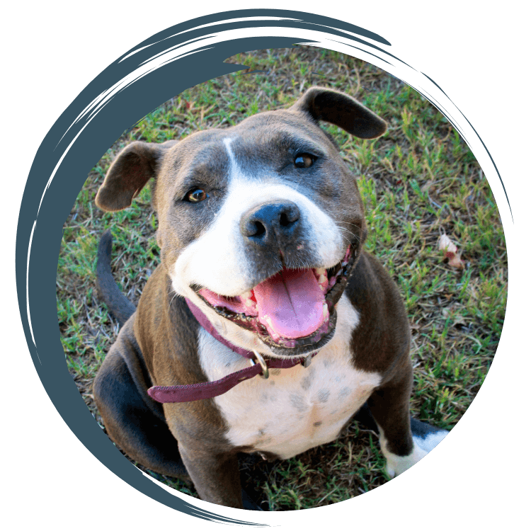 Pit bull sitting in the grass