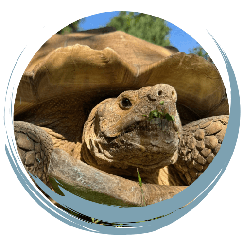 Tortoise laying in the sun