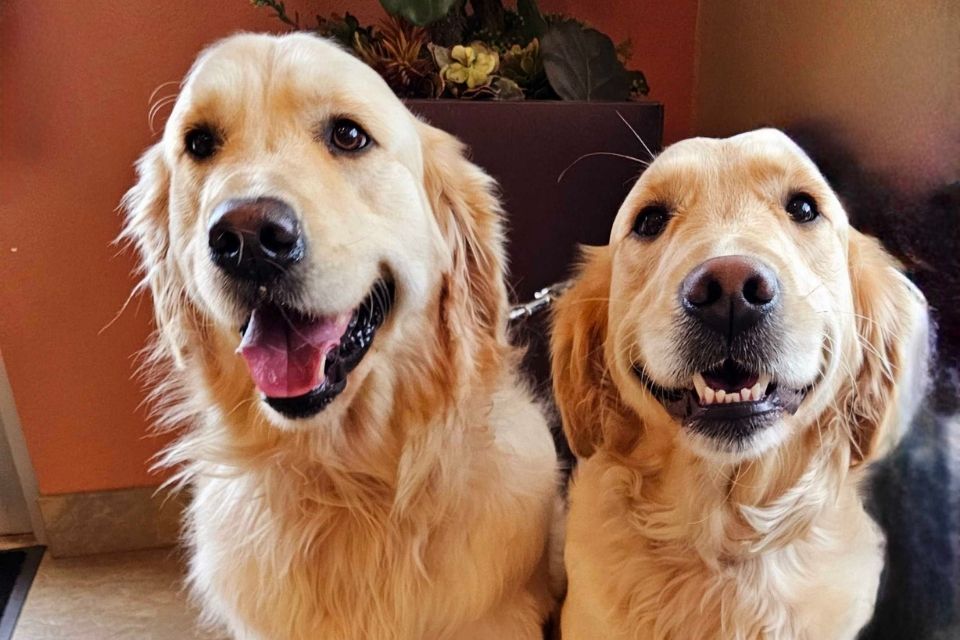 Two happy Golden Retrievers sitting next to each other