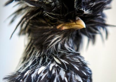 Black and white patterned chicken