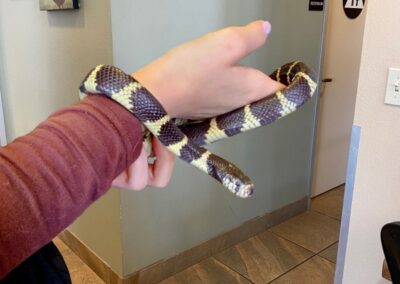 Black and yellow king snake