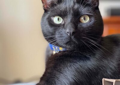 Black cat with bright green eyes