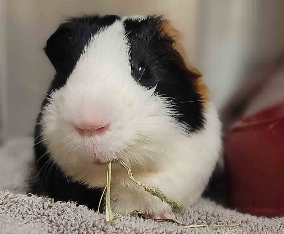 Black, white, tan guinea pig
