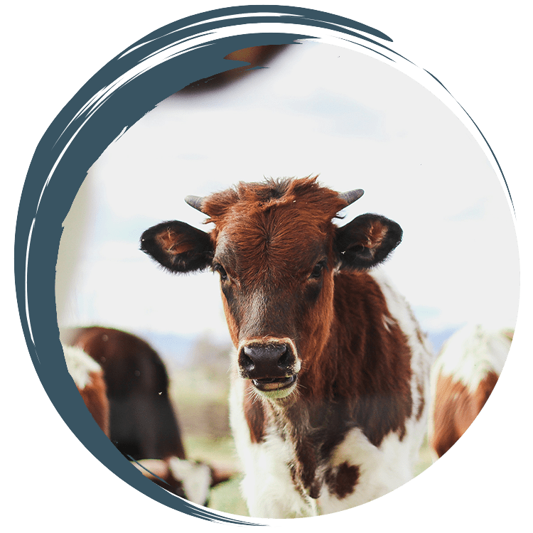 Brown and white calf portrait