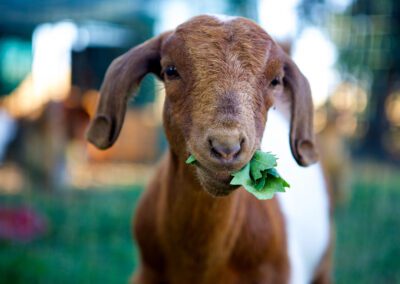 Brown and white goat eating