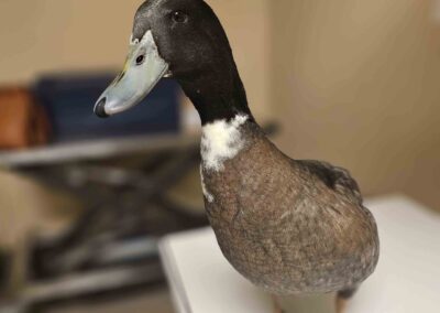 Brown duck with a blue bill.