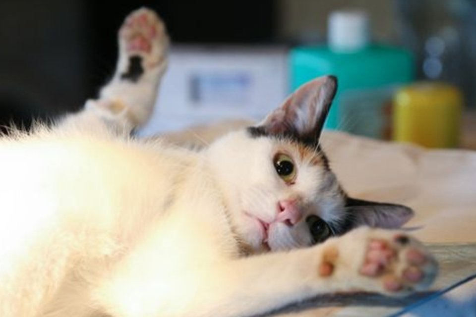 Calico cat lying on back