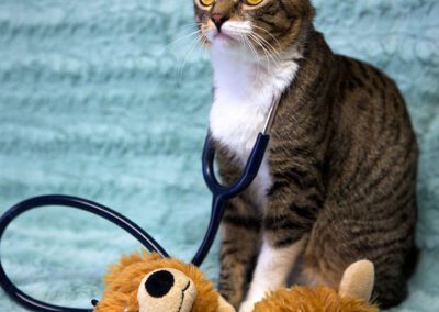 Cat doctor examines stuffed lion.