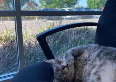 Cat naps by bright window.
