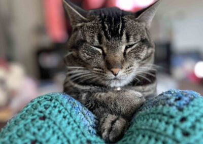 Cat paws crossed, eyes closed