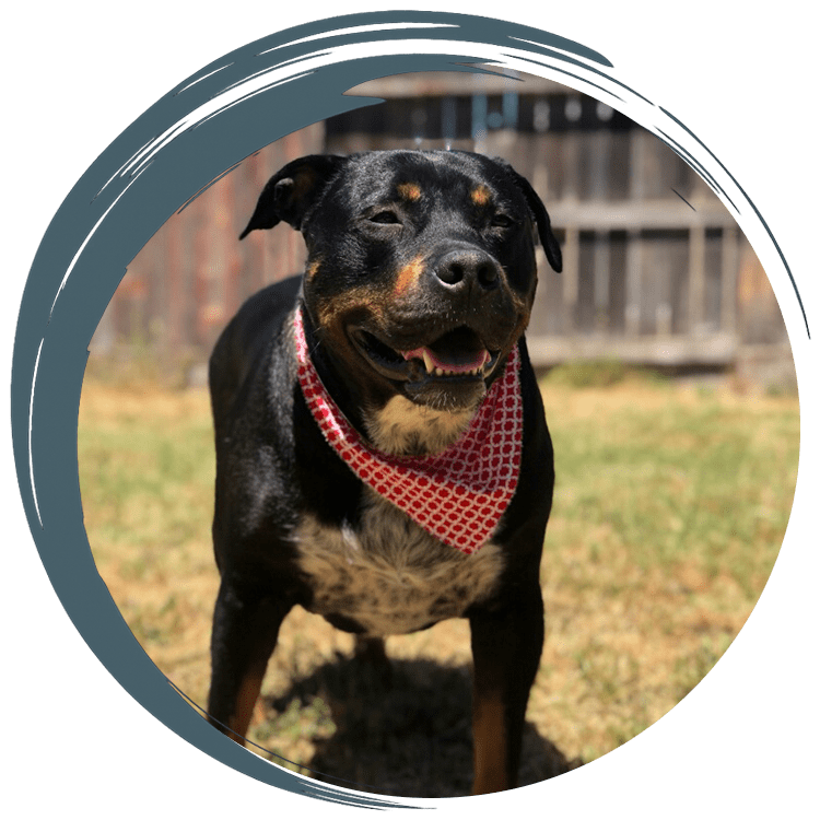 Atwater Veterinary Staff Holding puppies