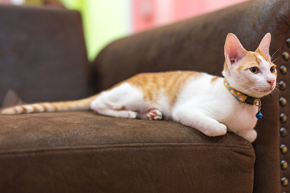 Cat with collar, lounging on sofa