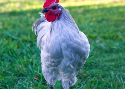 Chicken portrait with red comb.