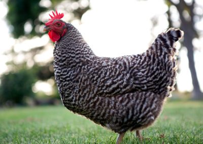 Chicken standing in grass