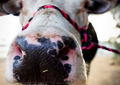 Close-up Cow's wet, spotted nose