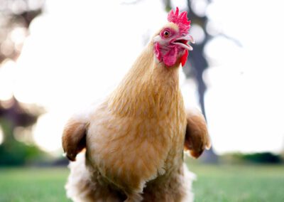 Close up of a chicken.