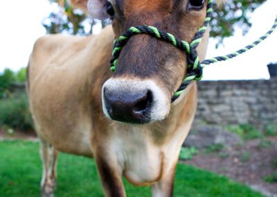 Close-up of brown dairy cow.