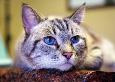 Close-up of cat resting head.