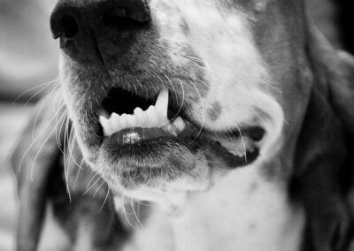 Close-up of dog with visible fangs