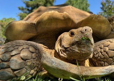 Close up of tortoise face