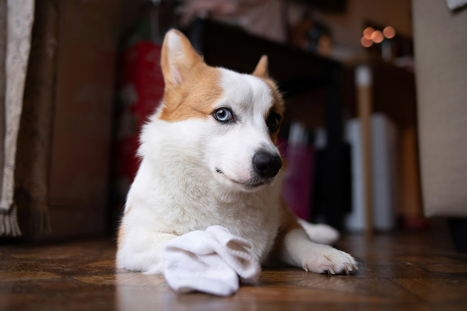 Corgi dog with heterochromia eyes.