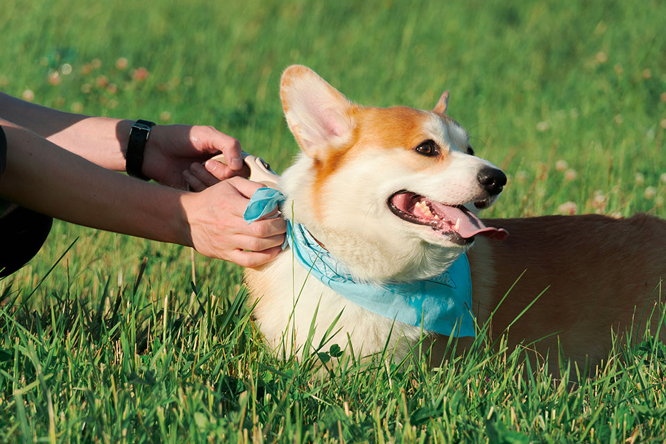 Corgi gets a blue bandana.