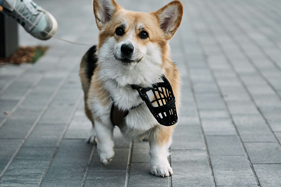 Corgi walks with a muzzle