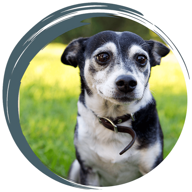 Pit bull sitting in the grass