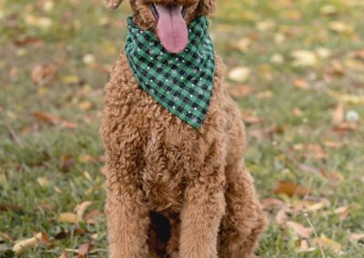 Cute brown poodle with bandana.