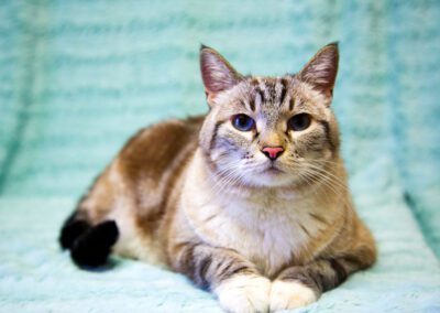 Cute cat with bright blue eyes