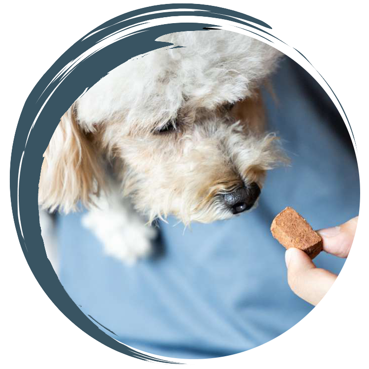 Pit bull sitting in the grass