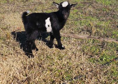 Cute goat kid in field