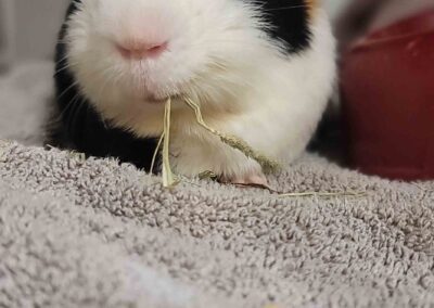 Cute guinea pig portrait close-up