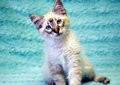 Cute kitten on fuzzy blue blanket.