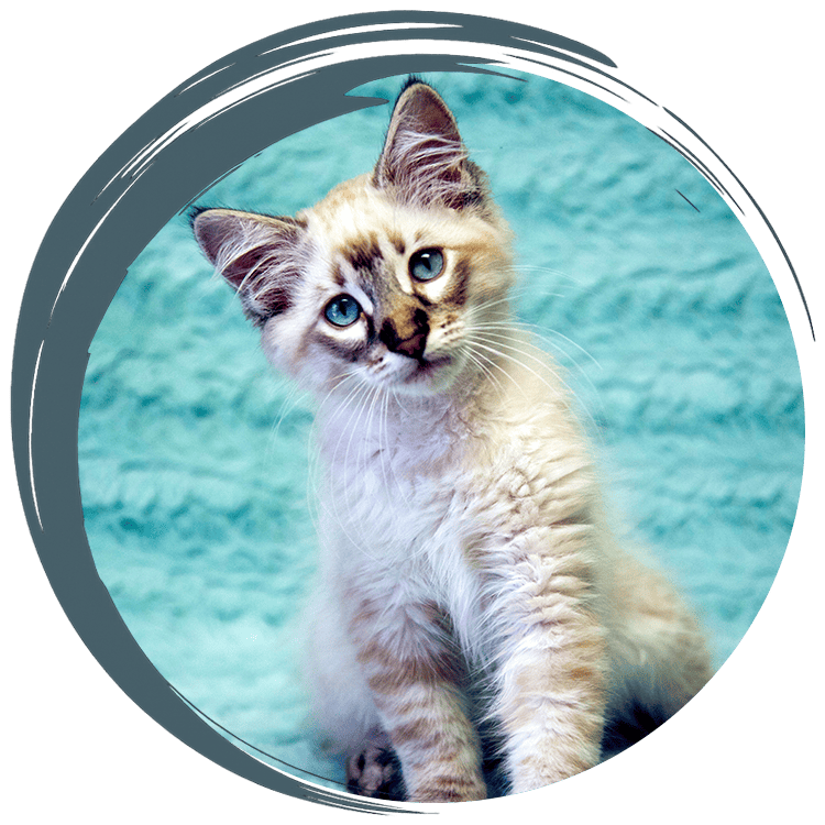 Pit bull sitting in the grass