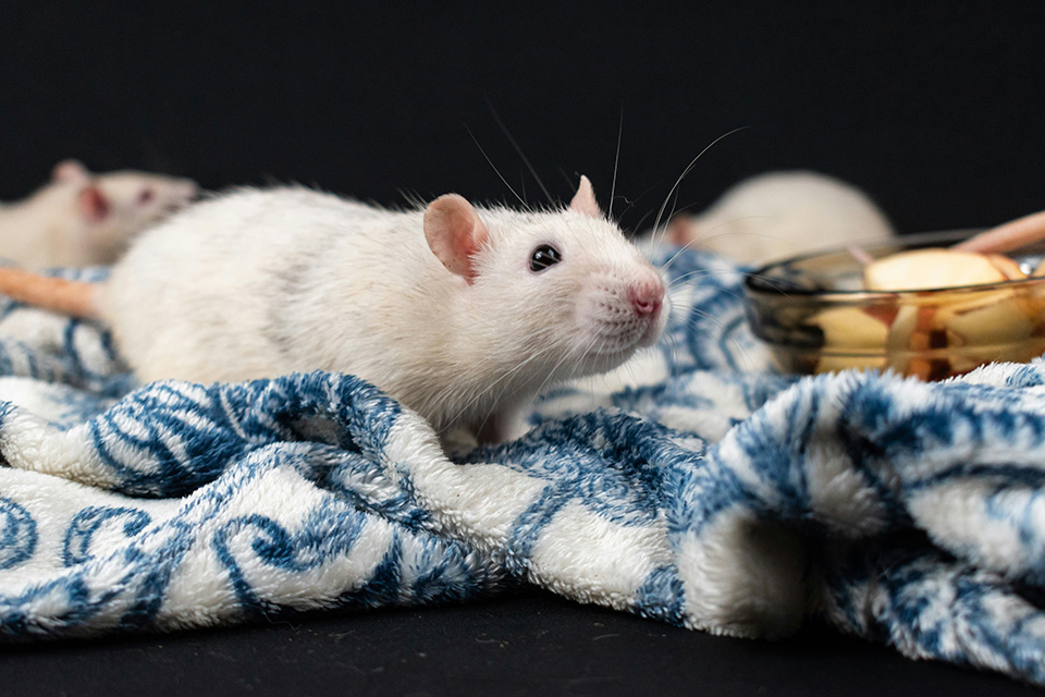 Cute rat with apple slices