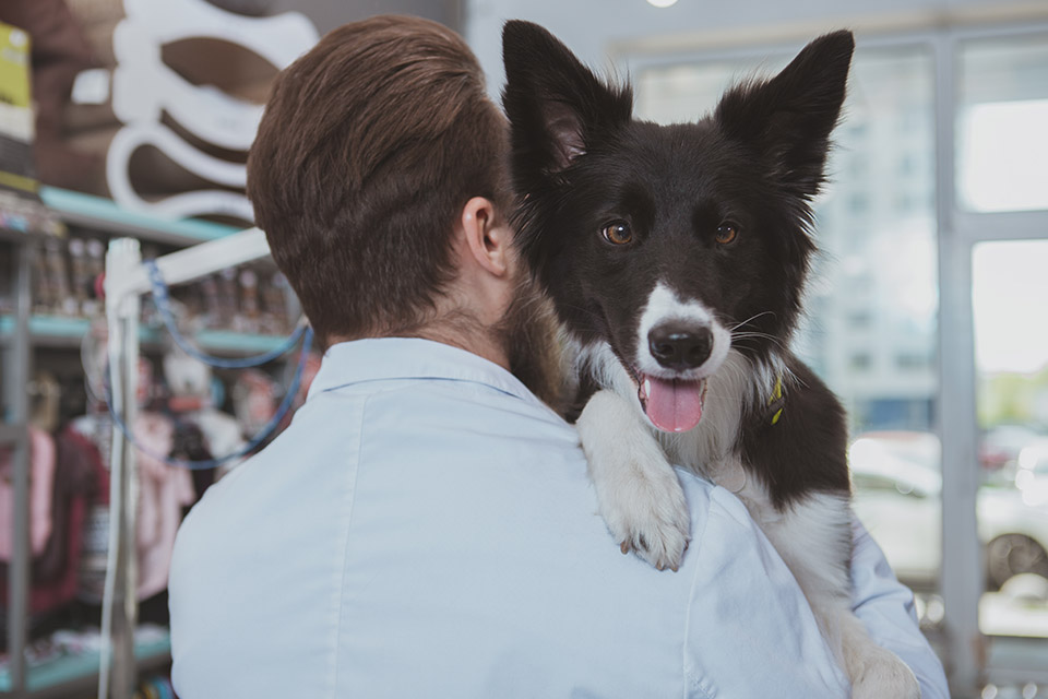 Dog being comforted by Veterinarian