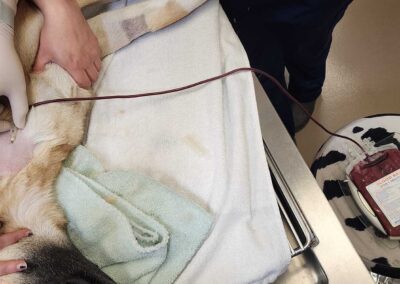 Dog blood donation procedure