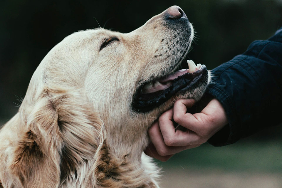 Dog enjoying human interaction.