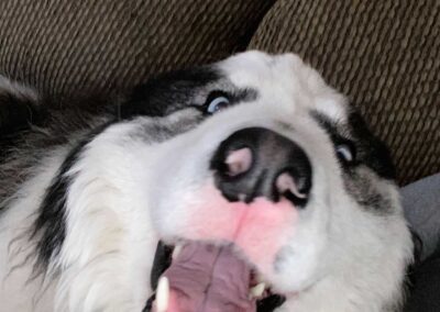 Dog, fluffy, face close-up, yawning.