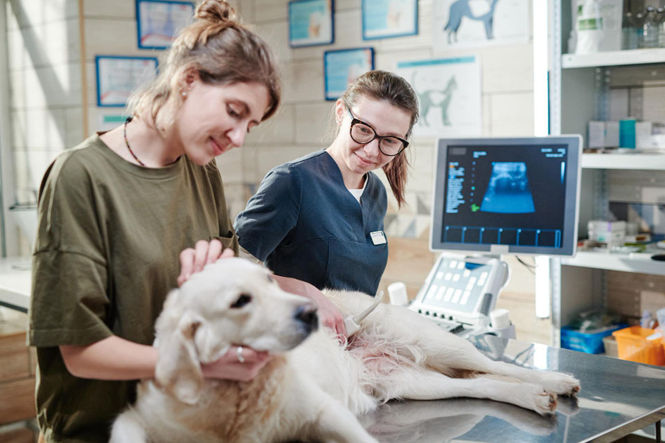 Dog gets ultrasound at veterinarian