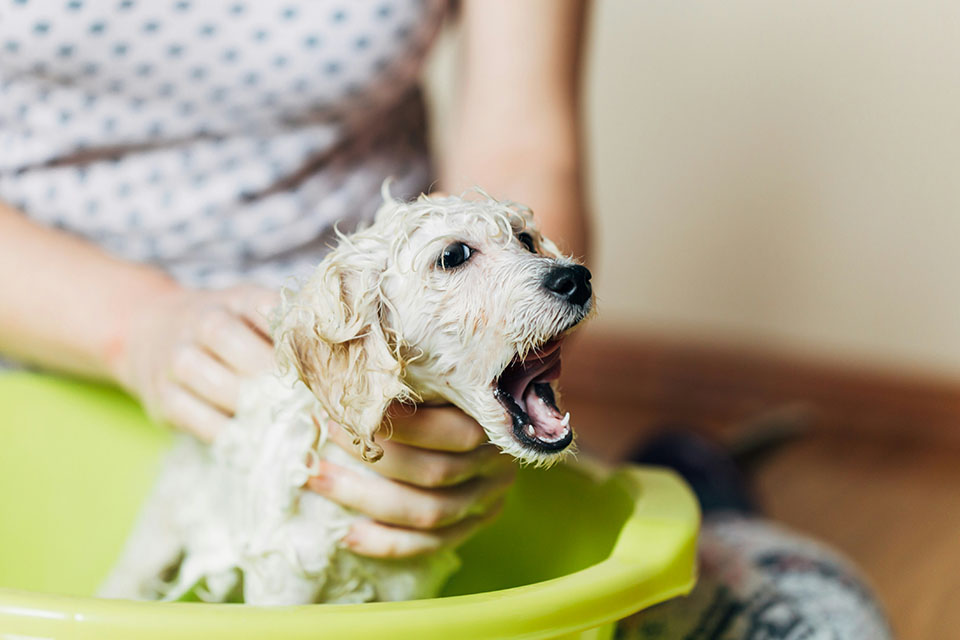 Dog getting bathed in tub.